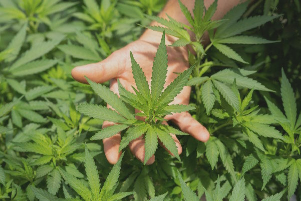 2024年保健新趨勢:為何「大麻二酚 CBD」獲眾人矚目?