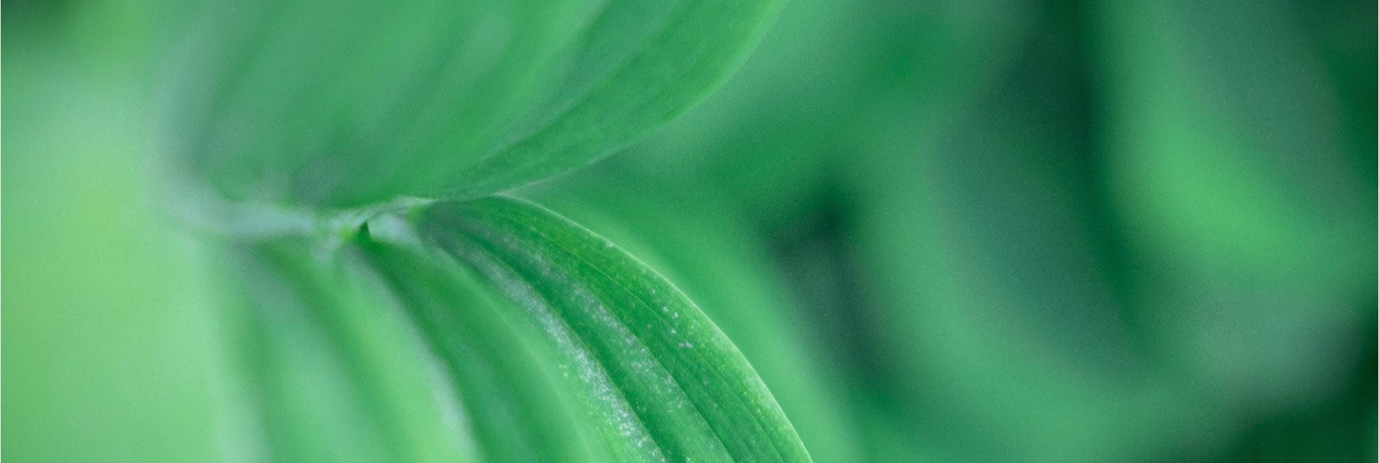 呵睏EXCBD®獨家好眠配方來自澳洲專利原料，歷經多年研發，經國際期刊人體睡眠實驗證實，獨家【β-石竹烯】來自高海拔火山無污染的珍稀原料，可以有效幫助入睡。多位使用者真實回饋：能有效延長熟睡時間至1.5倍。讓你每晚自動轉成熟睡模式，同時呵護思緒健康，屏蔽雜念，放鬆心情，好眠到天明！獨家【β-石竹烯】萃取，專利【EXCBD®】配方 呵護思緒｜屏蔽雜念｜放鬆心情｜好眠到天明