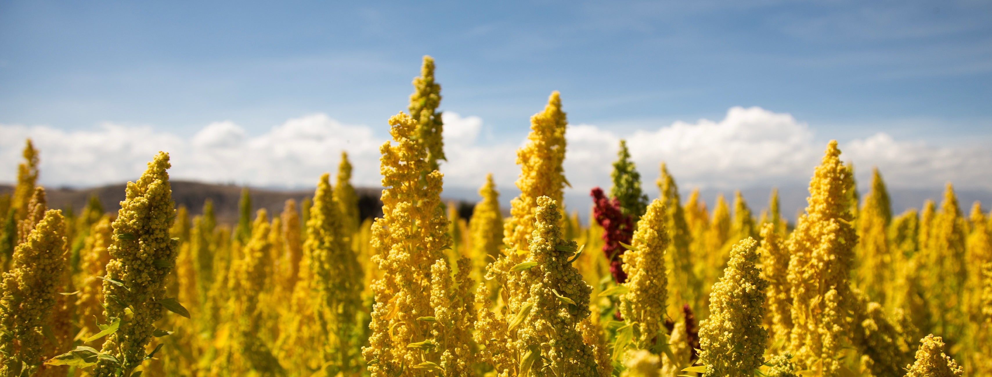 來自德國的專利技術，好麥綜合B群+D3 素食膠囊，真的是好麥！來自【藜麥Ｘ蕎麥】超級食物的B群＋D3提振思緒｜穩定情緒｜加強體力｜天然純淨無負擔，完整保留穀物營養，高效吸收，不流失！專有技術，不經萃取，更勝合成營養素！純食物型態，更親和人體，補充無負擔！