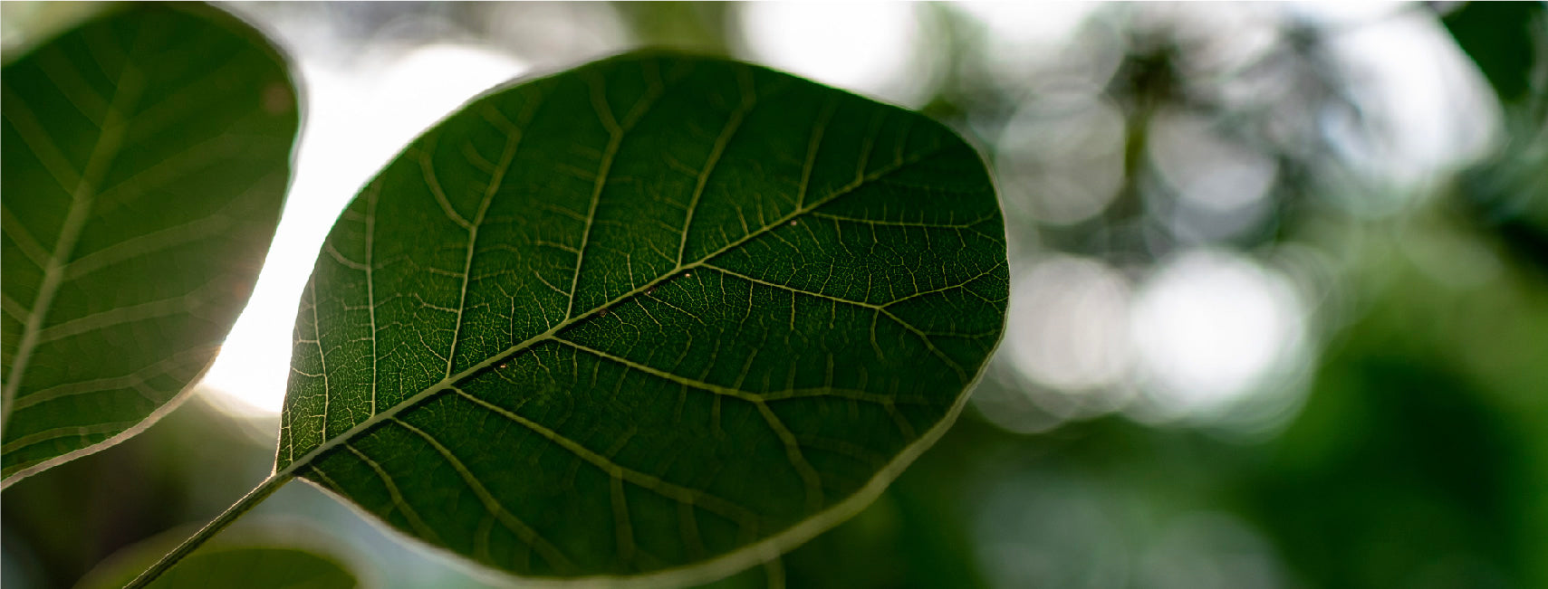 LightFIT 所有商品｜好麥綜合B群+D3 素食膠囊｜呵咖桑拿-碧容健®循環膠囊，素食界魚油｜呵睏 EXCBD®好眠膠囊，β-石竹昔濃度高達33%｜滑蛋姬®彈潤緊緻膠囊，素食界的膠原蛋白